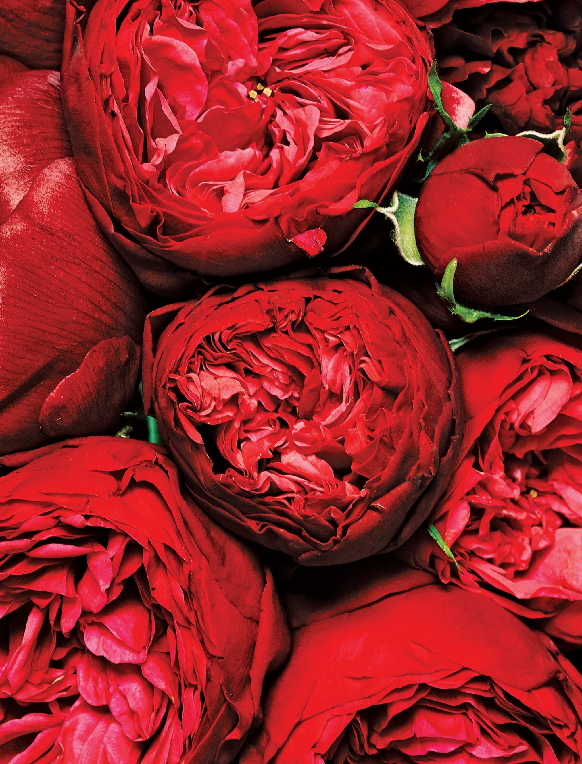 2025x2660  Алые пионы - 85 фото