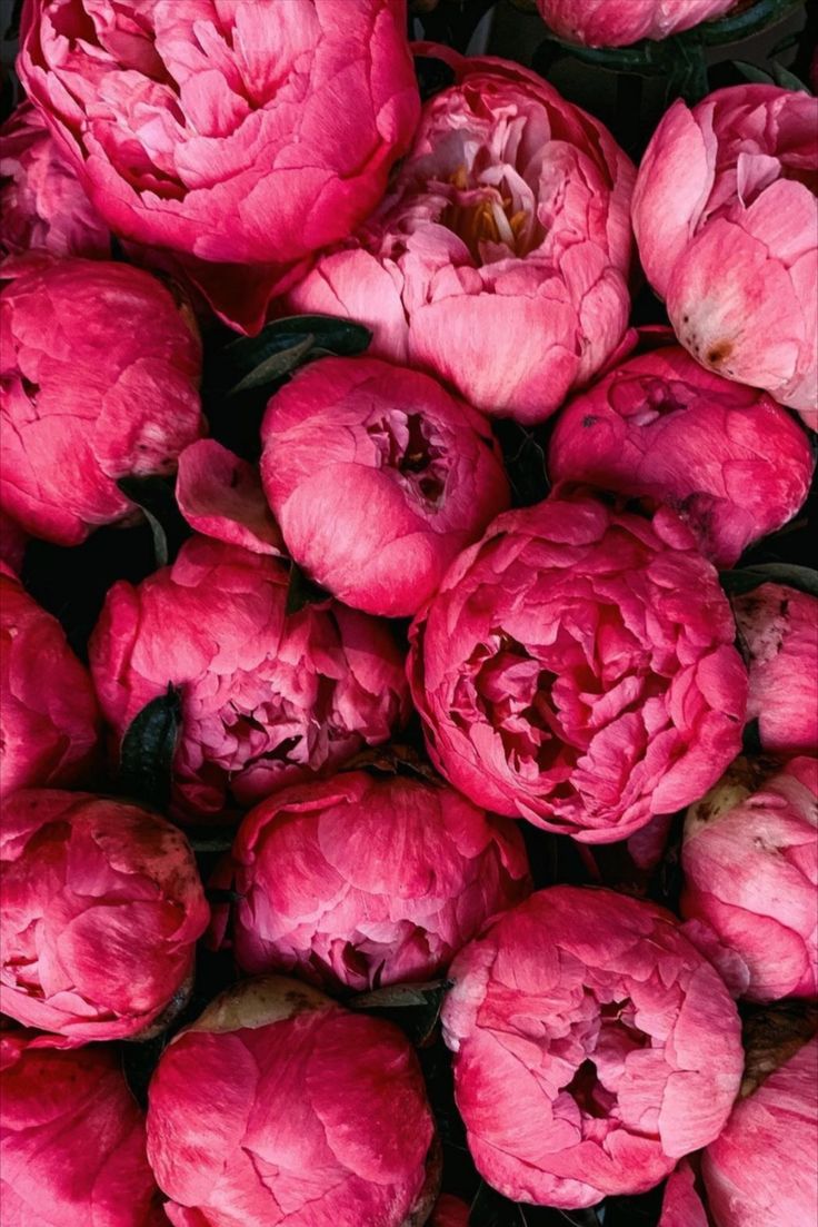 736x1103  Обои для телефона минимализм цветы | Цветочные фоны, Цветок, Розовые пионы