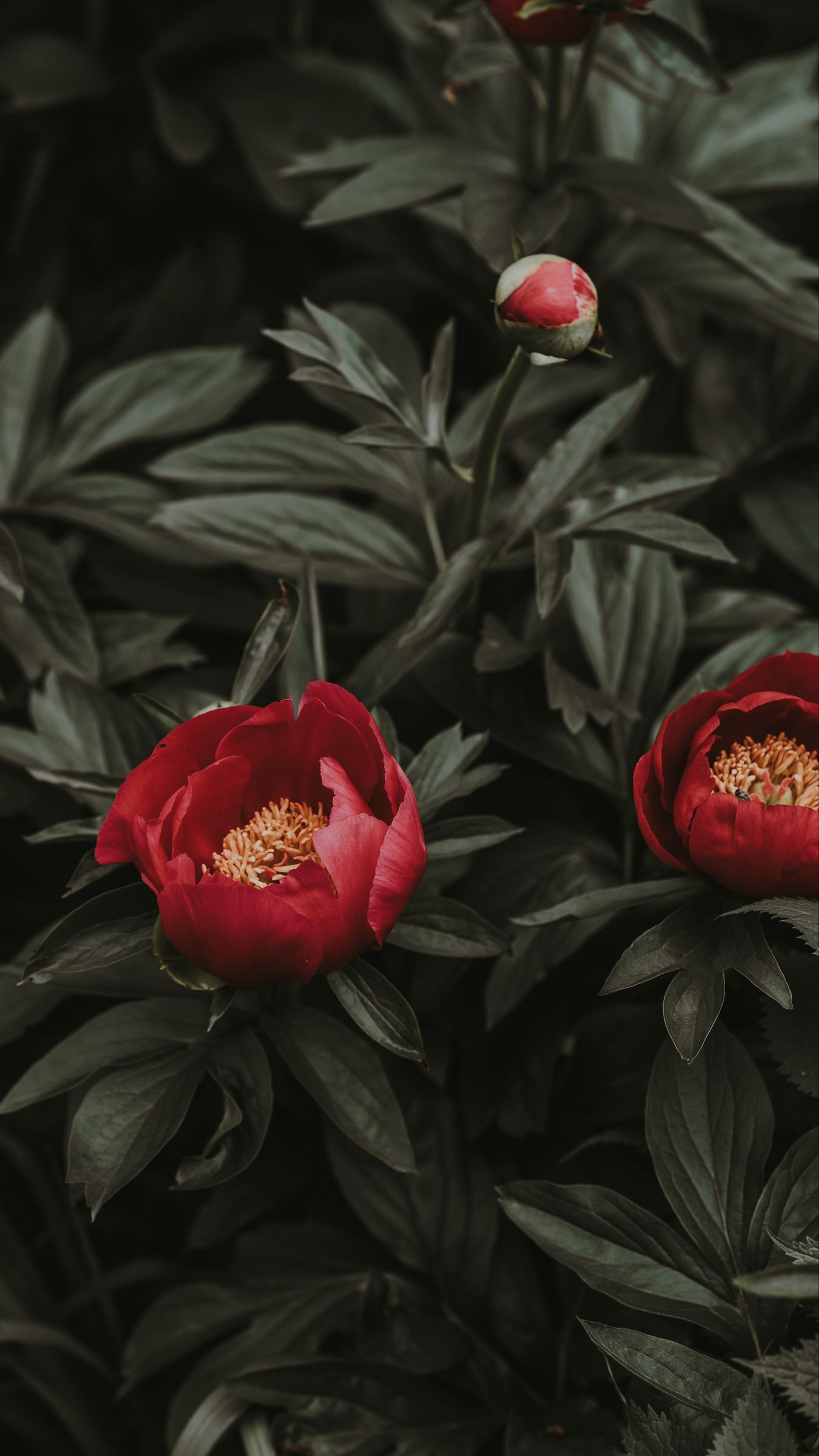 1350x2400  Скачать 1350x2400 пионы, красный, листья, клумба обои, картинки iphone  8+/7+/6s+/6+ for parallax