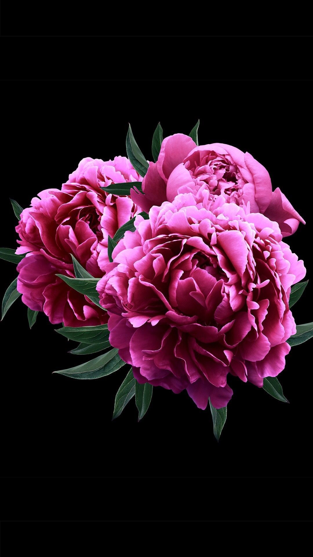 1080x1920  Pin by Лεηκα Λαβκοηκα on ♥MY LOVE for FLOWERS♥ | Flowers black background,  Blossoms art, Peonies