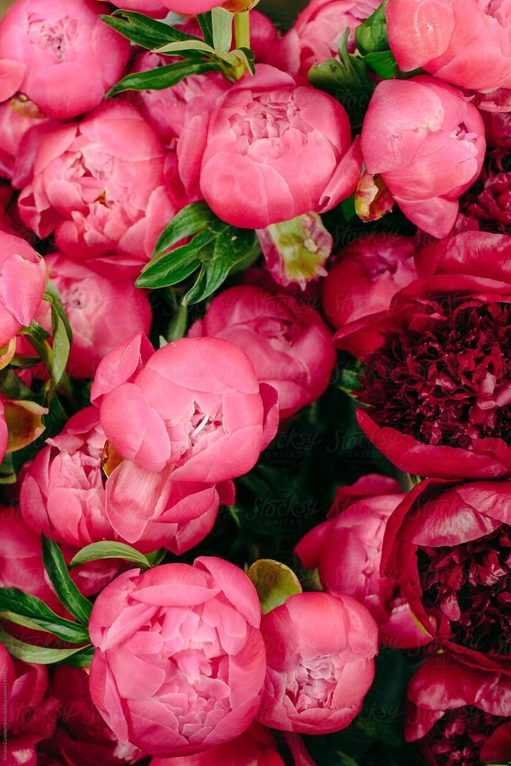 736x1104  Картинки пионы на телефон - 84 фото