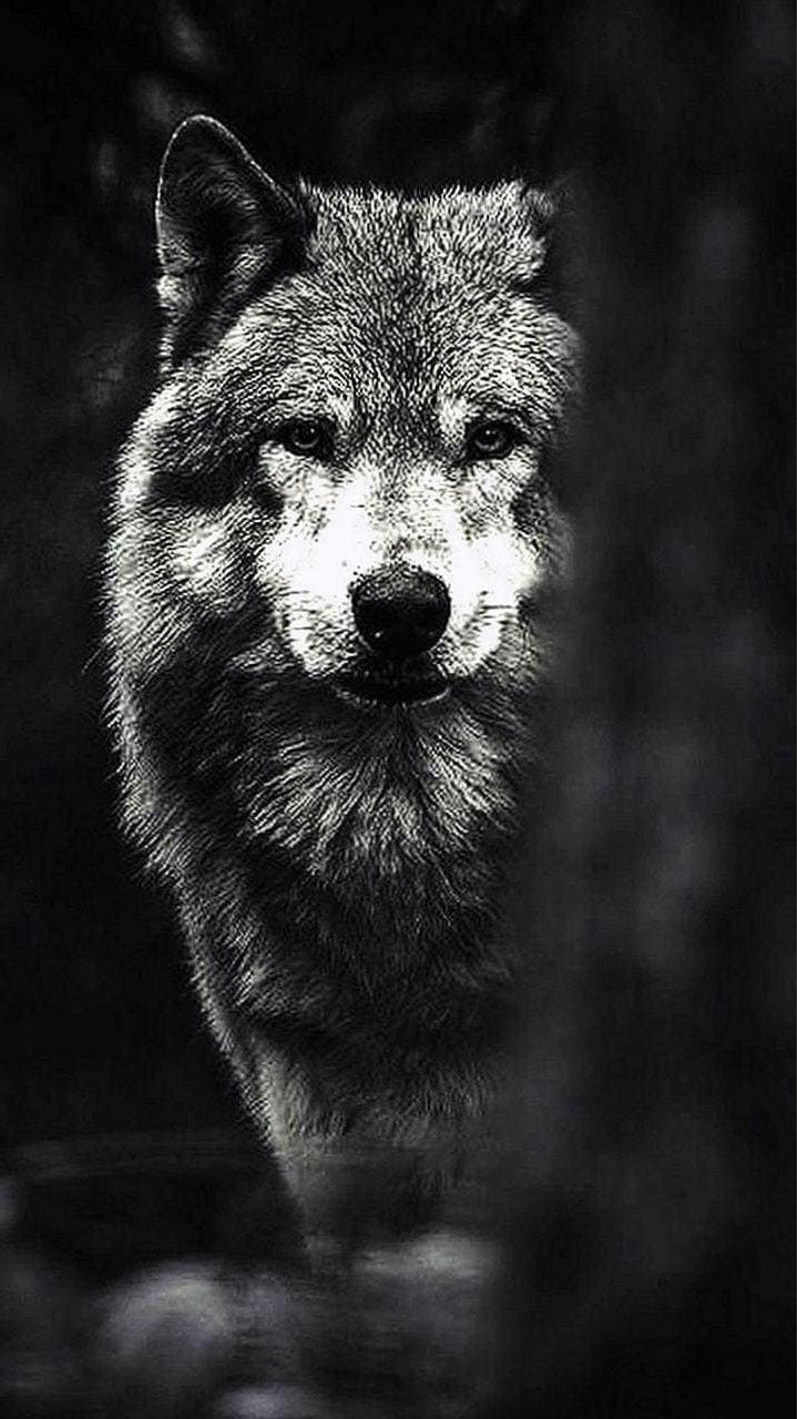 720x1280  Темные обои и темы