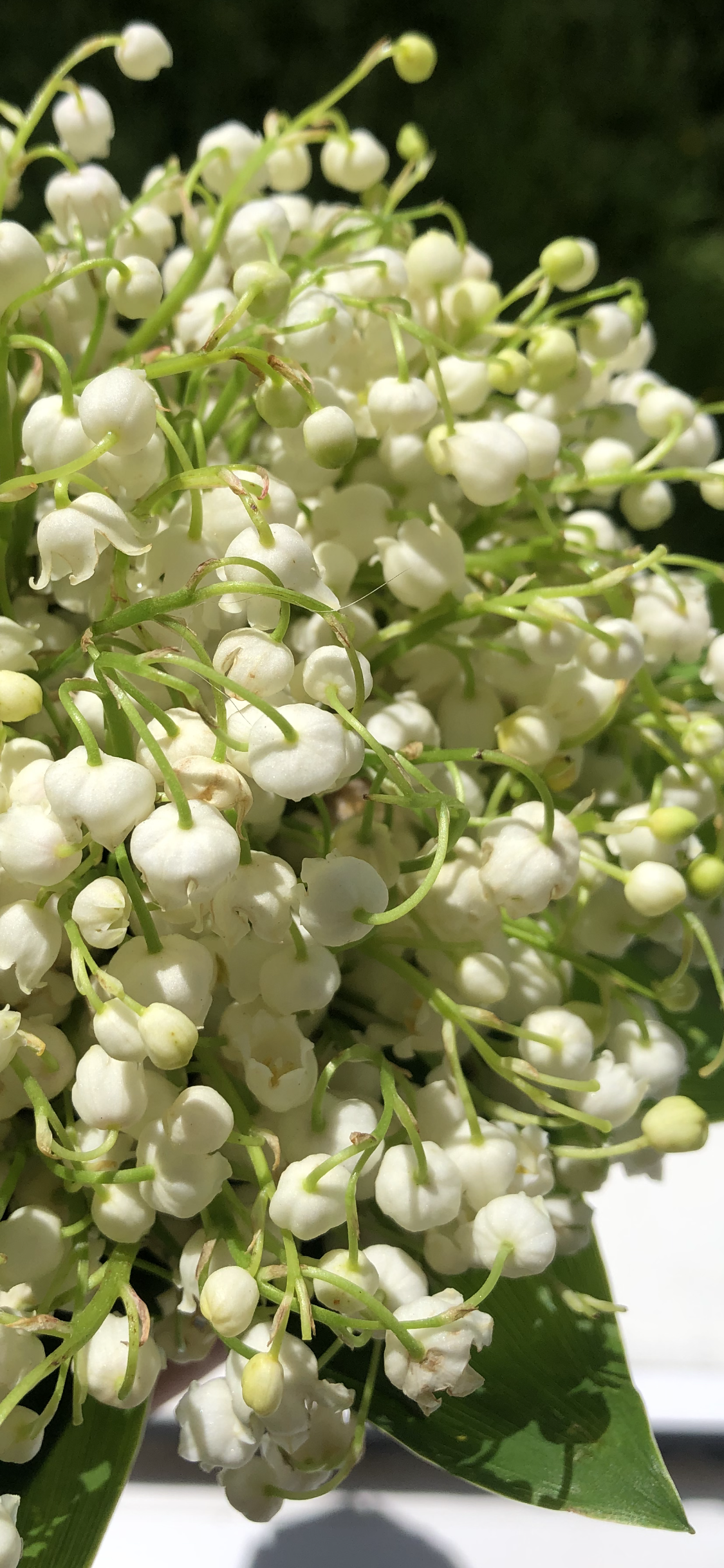 1125x2436  Ландыши обои на телефон | Обои, Обои для телефона, Обои фоны