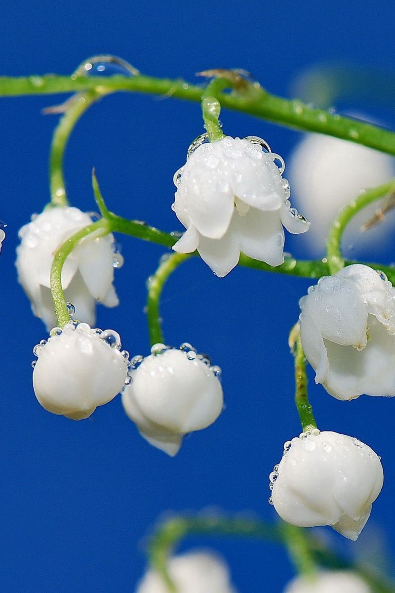 800x1200  Скачать 800x1200 ландыши, капли, роса, ветка обои, картинки iphone 4s/4 for  parallax