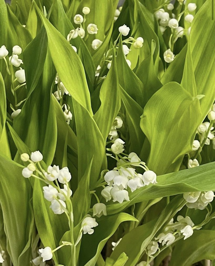 817x1012  Ландыши | Plants, Aesthetic