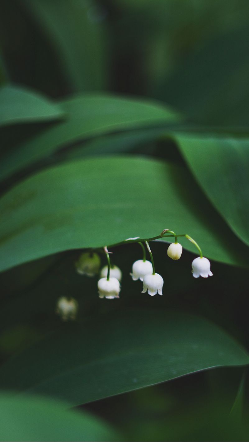800x1420  Скачать 800x1420 ландыши, цветы, листья обои, картинки iphone se/5s/5c/5  for parallax