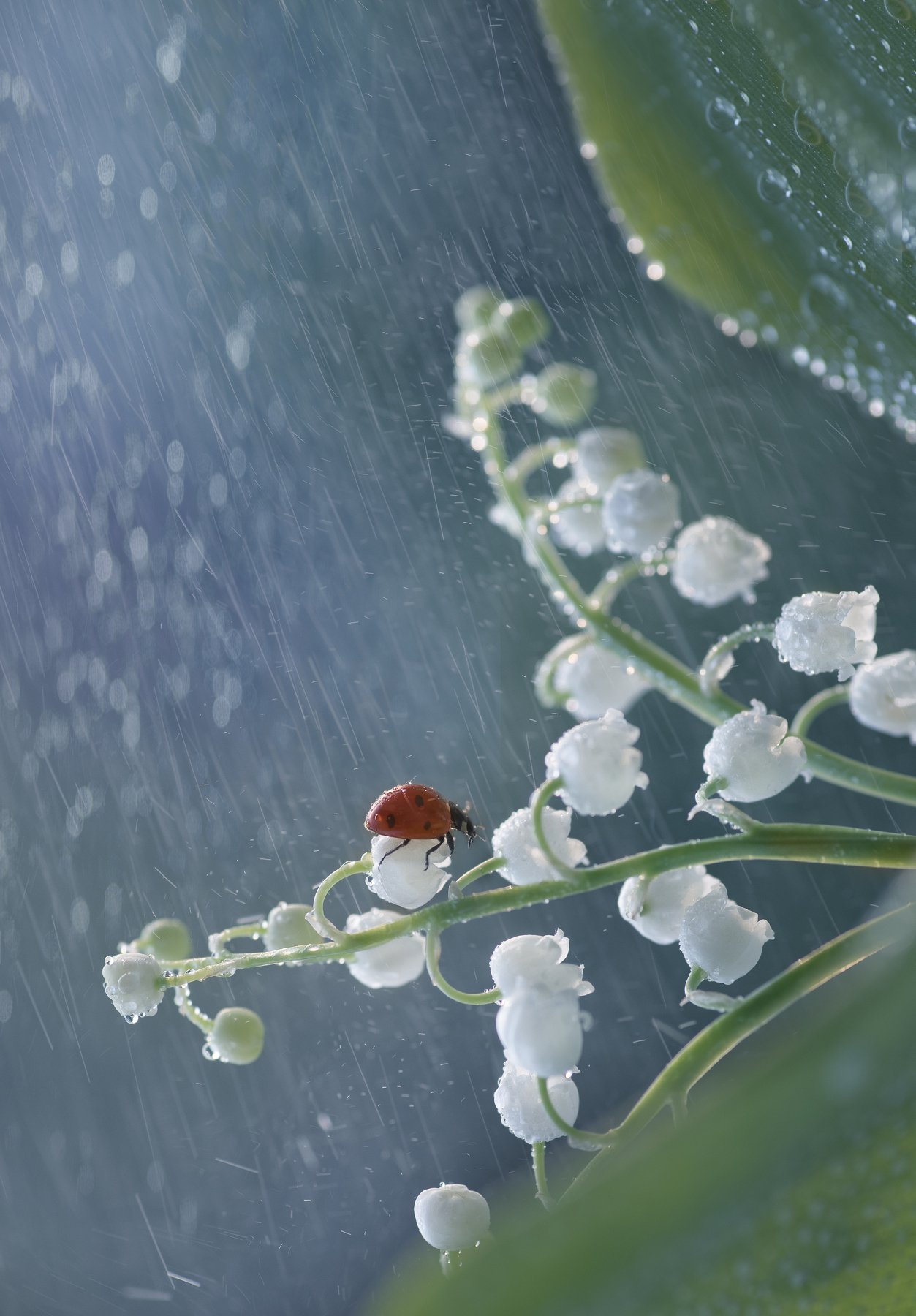 1253x1800  Ландыши - Картинка на телефон / Обои на рабочий стол №1427345