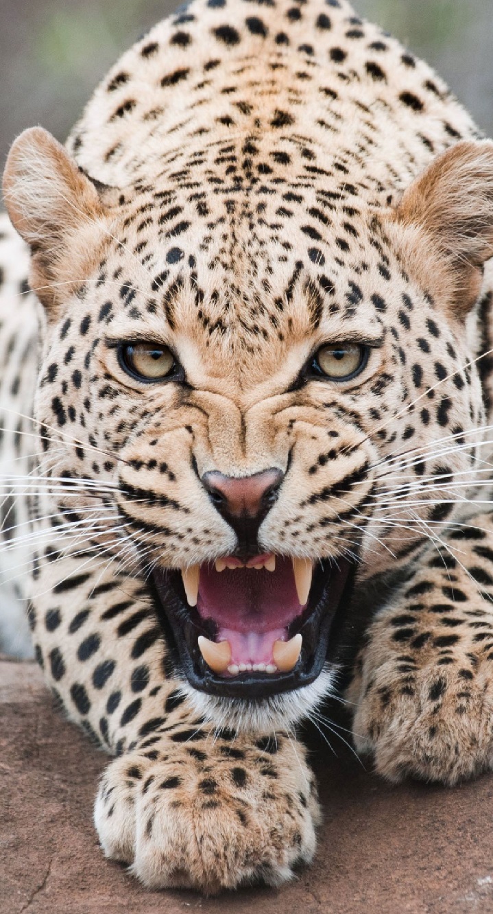 719x1332  Леопард обои на телефон - 65 фото