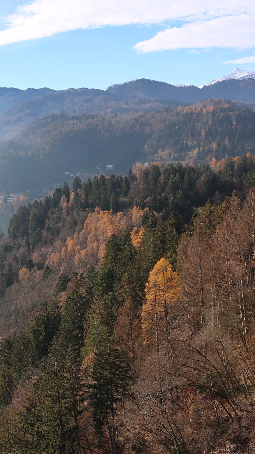 1080x1920  Обои на телефон Wallpapers natura Forest Aesthetics | Таинственный лес, Лес,  Природа