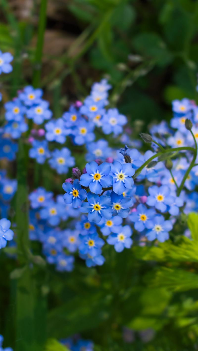 800x1420  Скачать 800x1420 незабудки, цветы, растение, синий обои, картинки iphone  se/5s/5c/5 for parallax