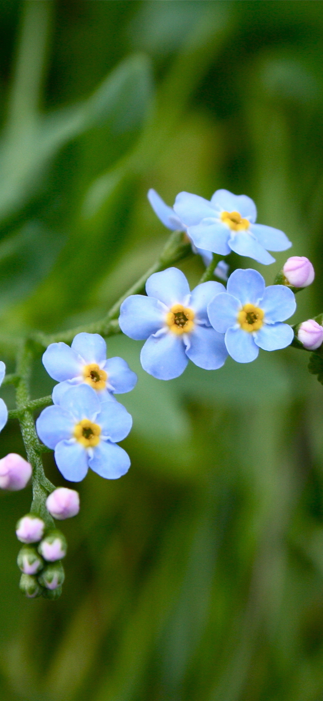 1080x2340  Скачать обои \"Незабудка\" на телефон в высоком качестве, вертикальные  картинки \"Незабудка\" бесплатно