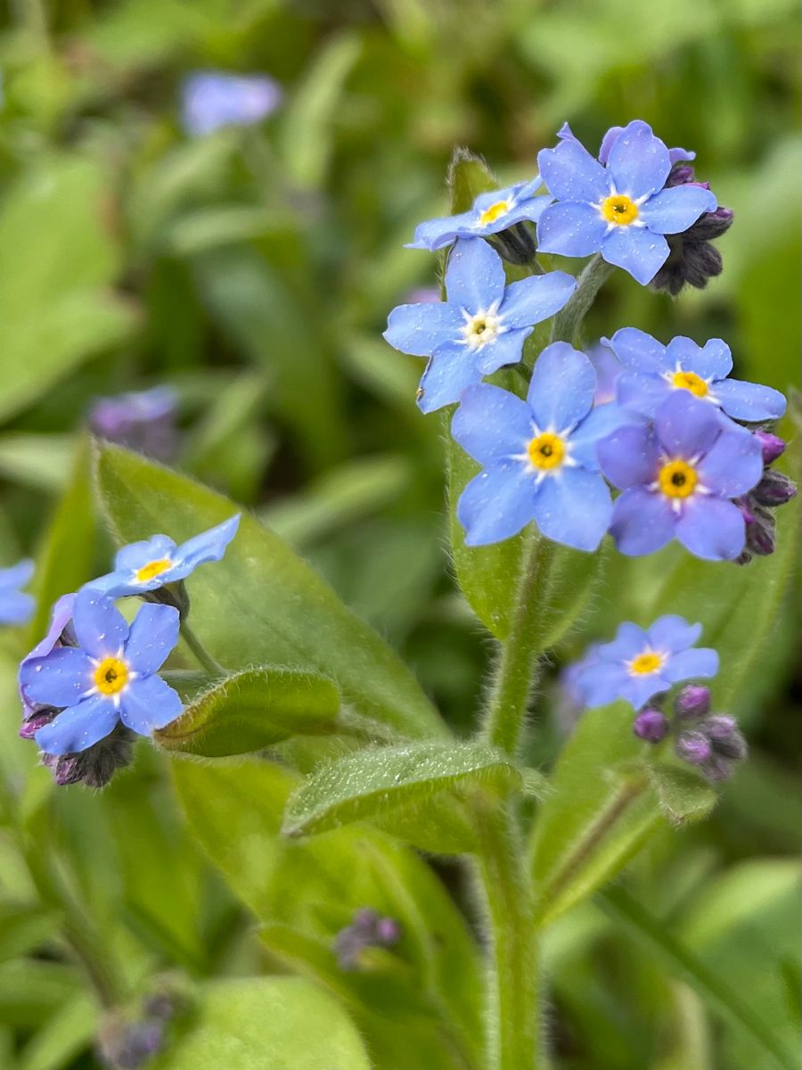 900x1200  Незабудка в 2023 г | Обои