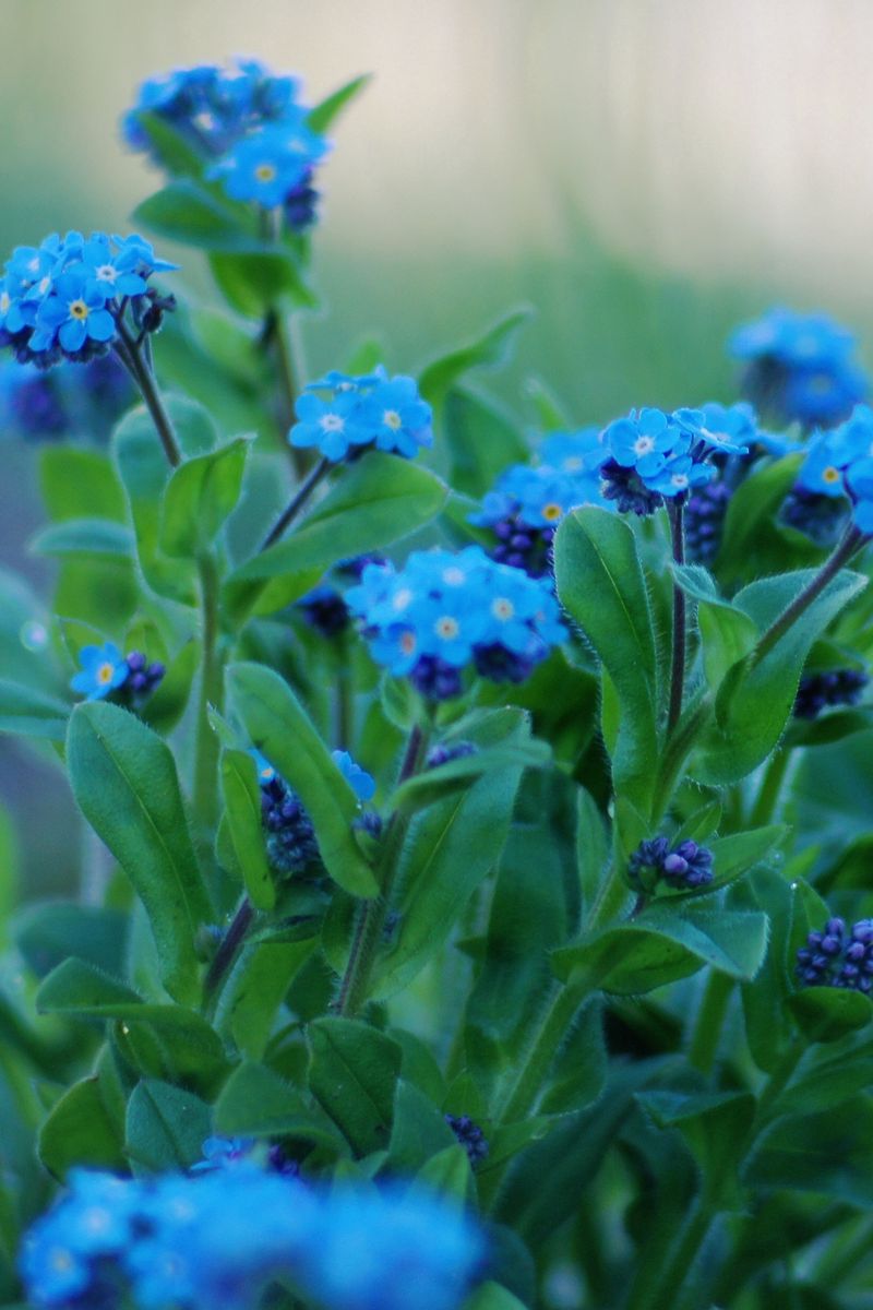 800x1200  Скачать 800x1200 зелёный, листья, лепестки, цветы, незабудки, голубой обои,  картинки iphone 4s/4 for parallax