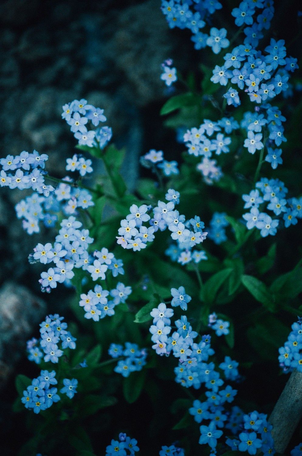 994x1500  Пин от пользователя Ната Гулиева на доске Обои на телефон | Цветы, Обои, Фон