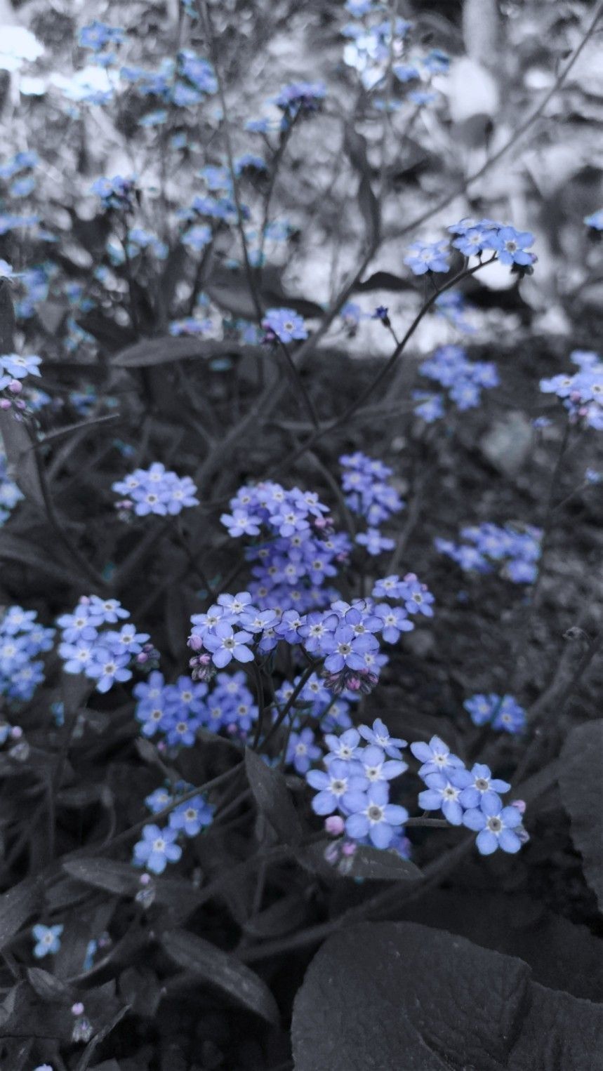 859x1526  Пин от пользователя Elizabeth на доске / Обои / в хорошо качестве / НD / на  телефон / | Синие цветы, Акварельные иллюстрации, Синие обои