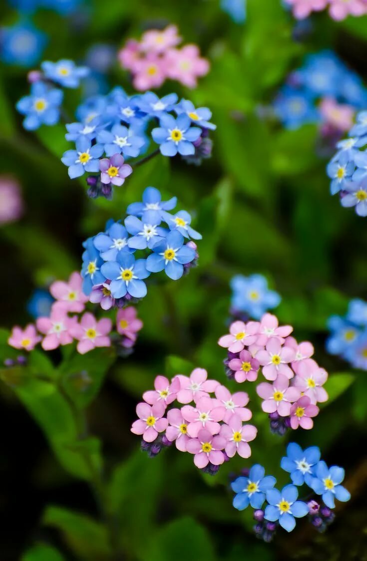 Незабудка Лесная Myosotis sylvatica