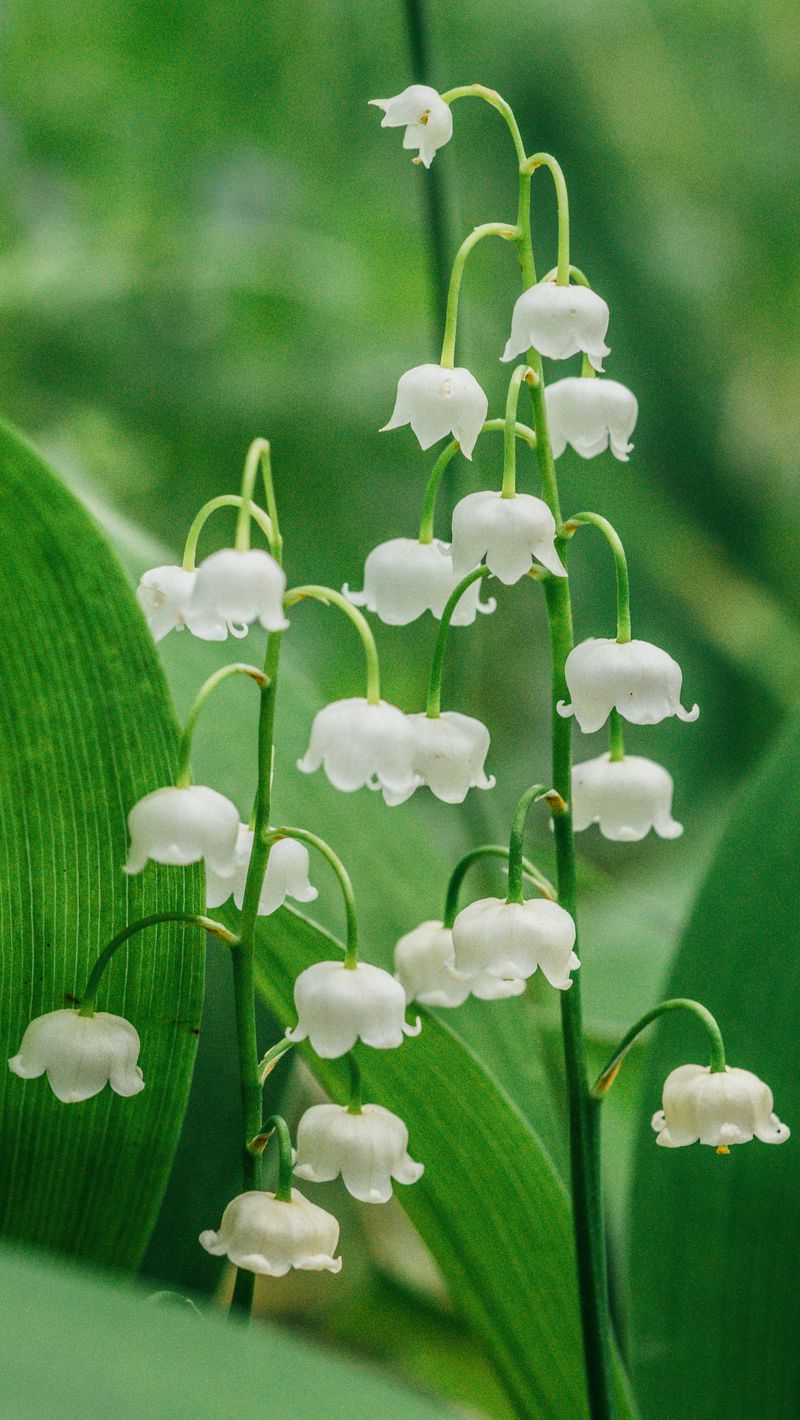 800x1420  Скачать 800x1420 ландыши, цветы, растение, макро обои, картинки iphone  se/5s/5c/5 for parallax