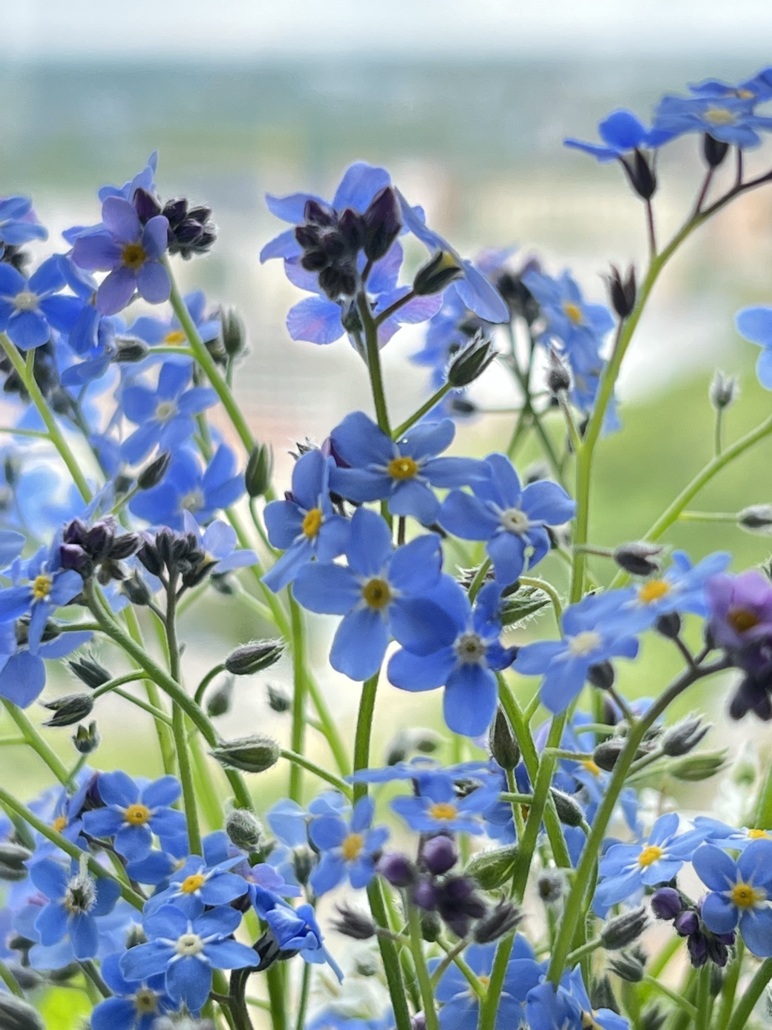 1536x2048  Незабудка твой любимый цветок! | Пикабу