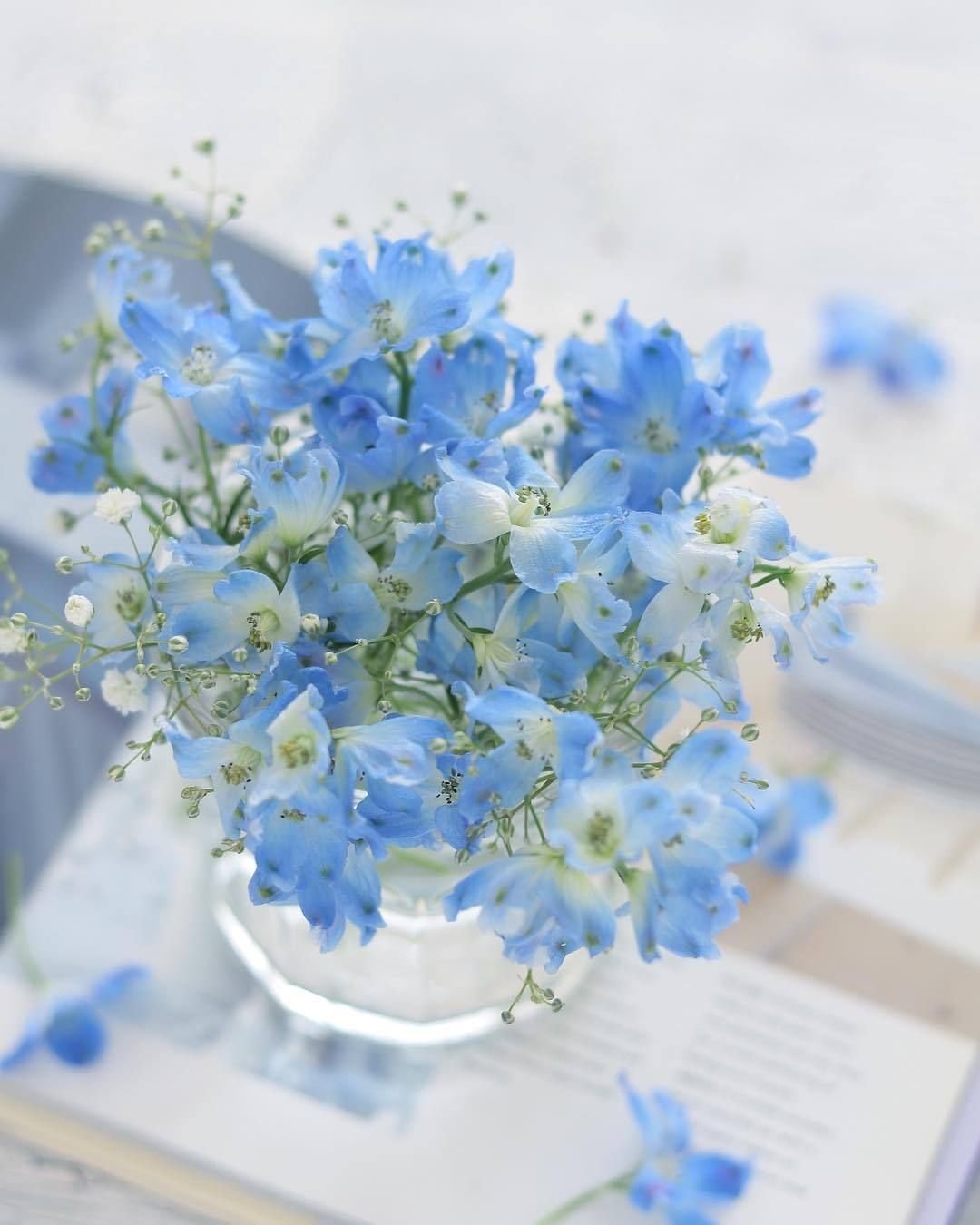 1080x1350  Цветы голубые картинки красивые - 63 фото