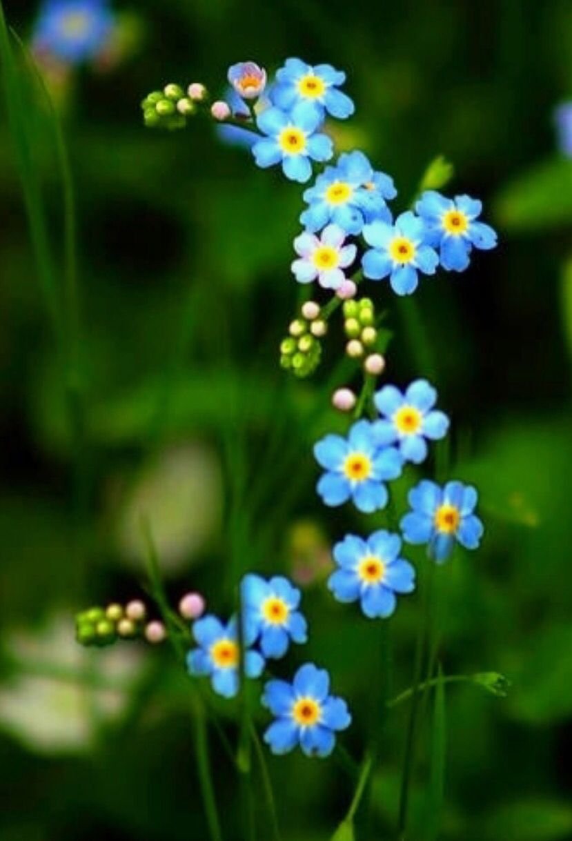 829x1219  Незабудка Полевая - 71 фото