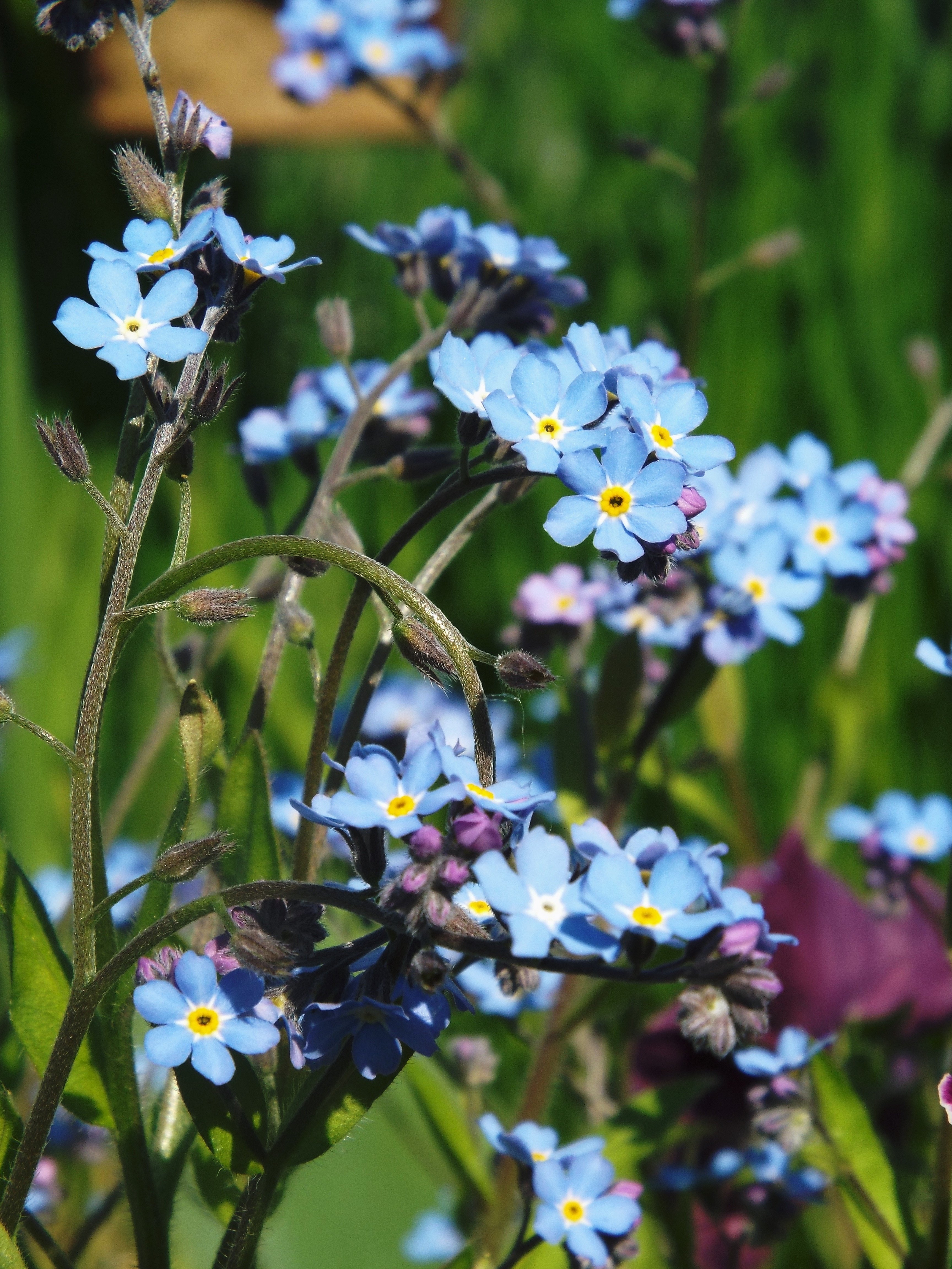 3456x4608  Полевые цветы незабудки - 36 фото