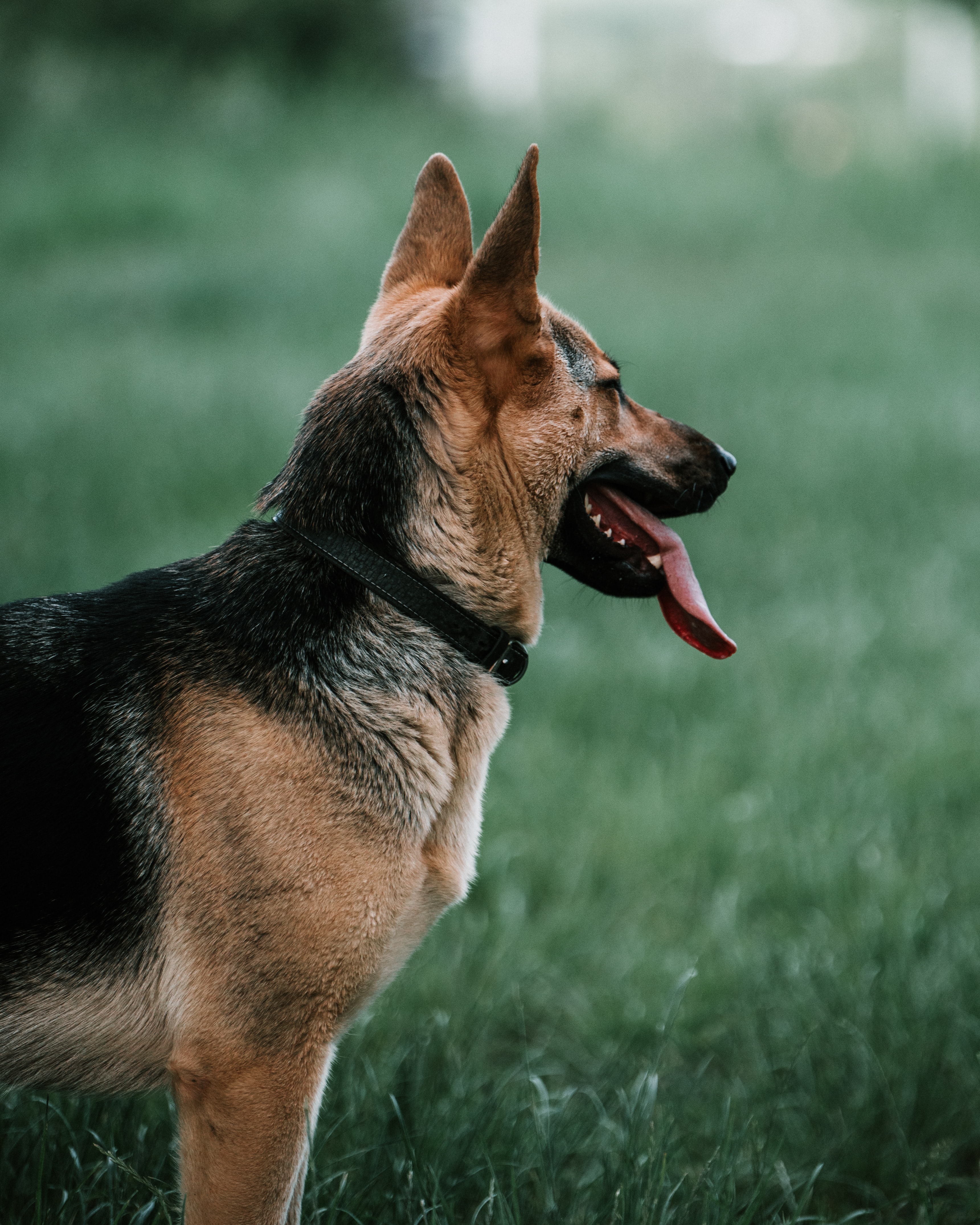 3441x4301  Скачать обои \"Немецкая Овчарка\" на телефон в высоком качестве, вертикальные  картинки \"Немецкая Овчарка\" бесплатно