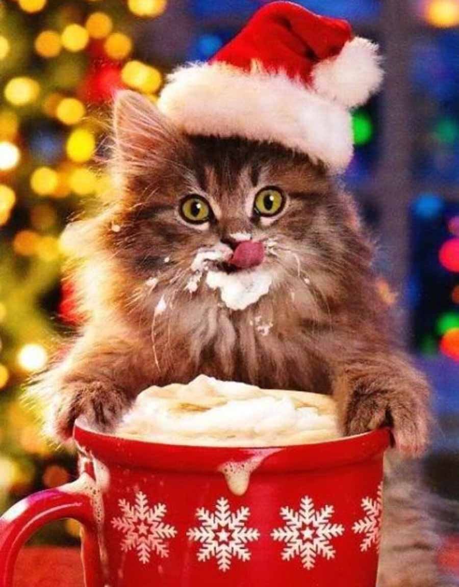 900x1152  Новогодние картинки котики - 76 фото