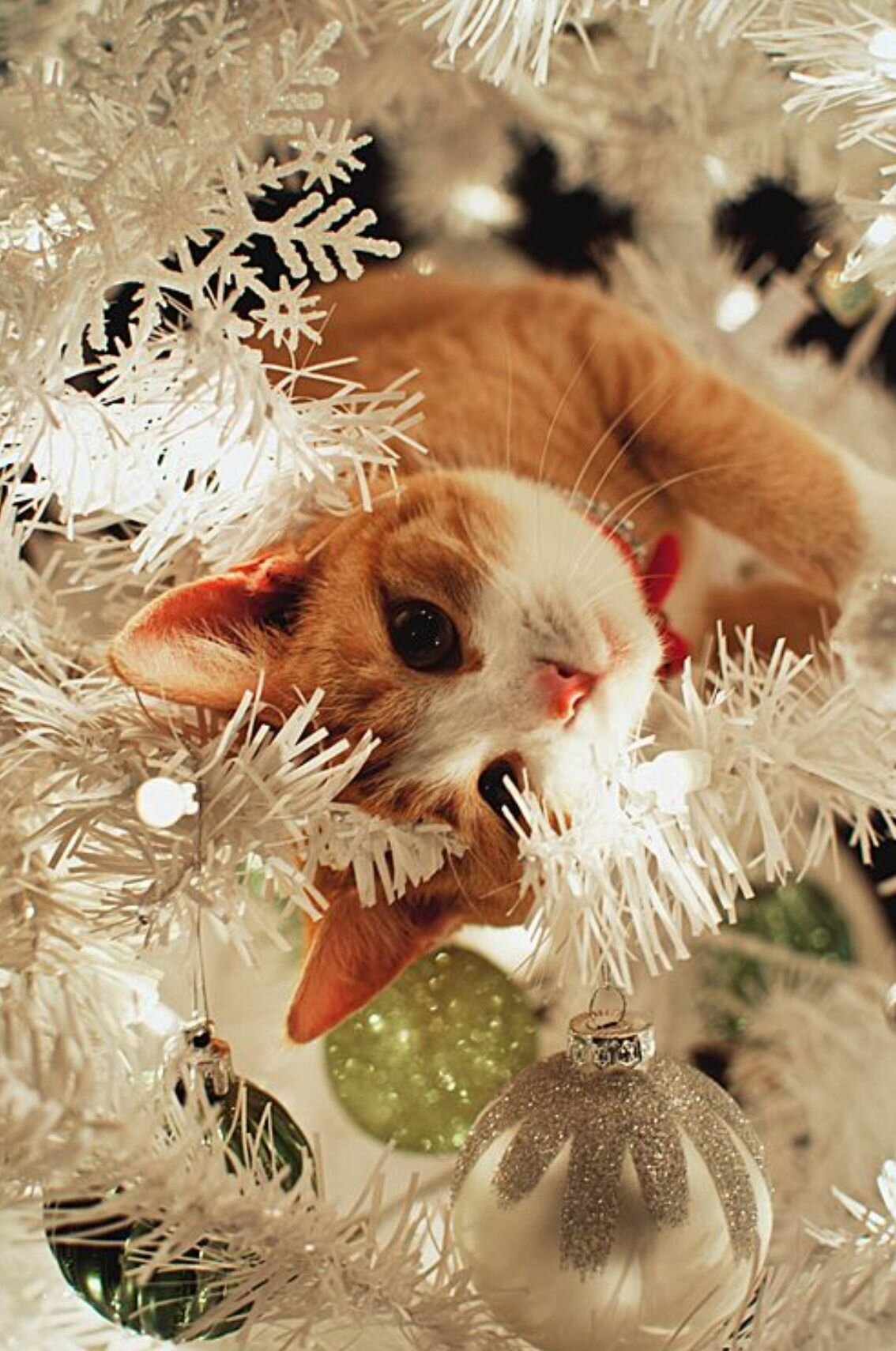1134x1710  Новогодние картинки котики - 76 фото