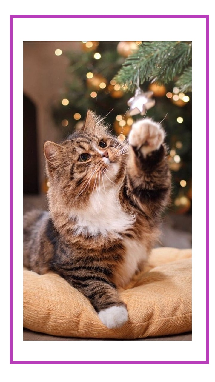 720x1280  Новогодние картинки котики - 76 фото