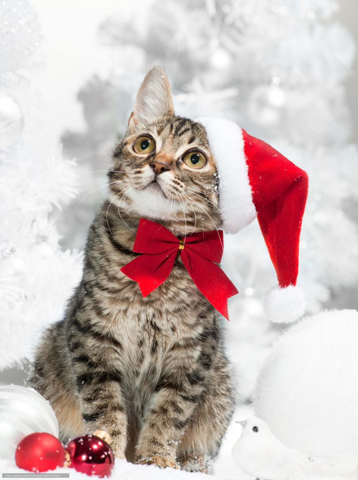 1200x1606  Обои на телефон | Милые котики, Котята, Питомец