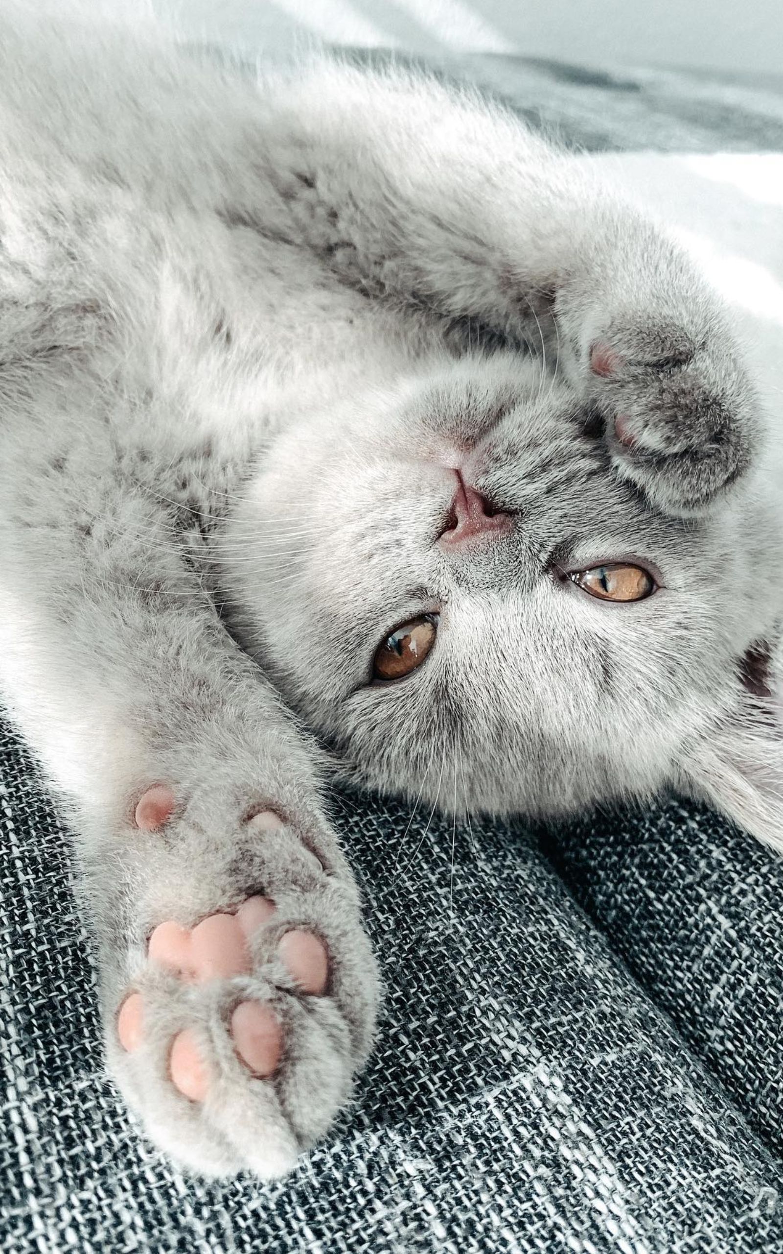 1600x2560  Милые новогодние картинки - 68 фото