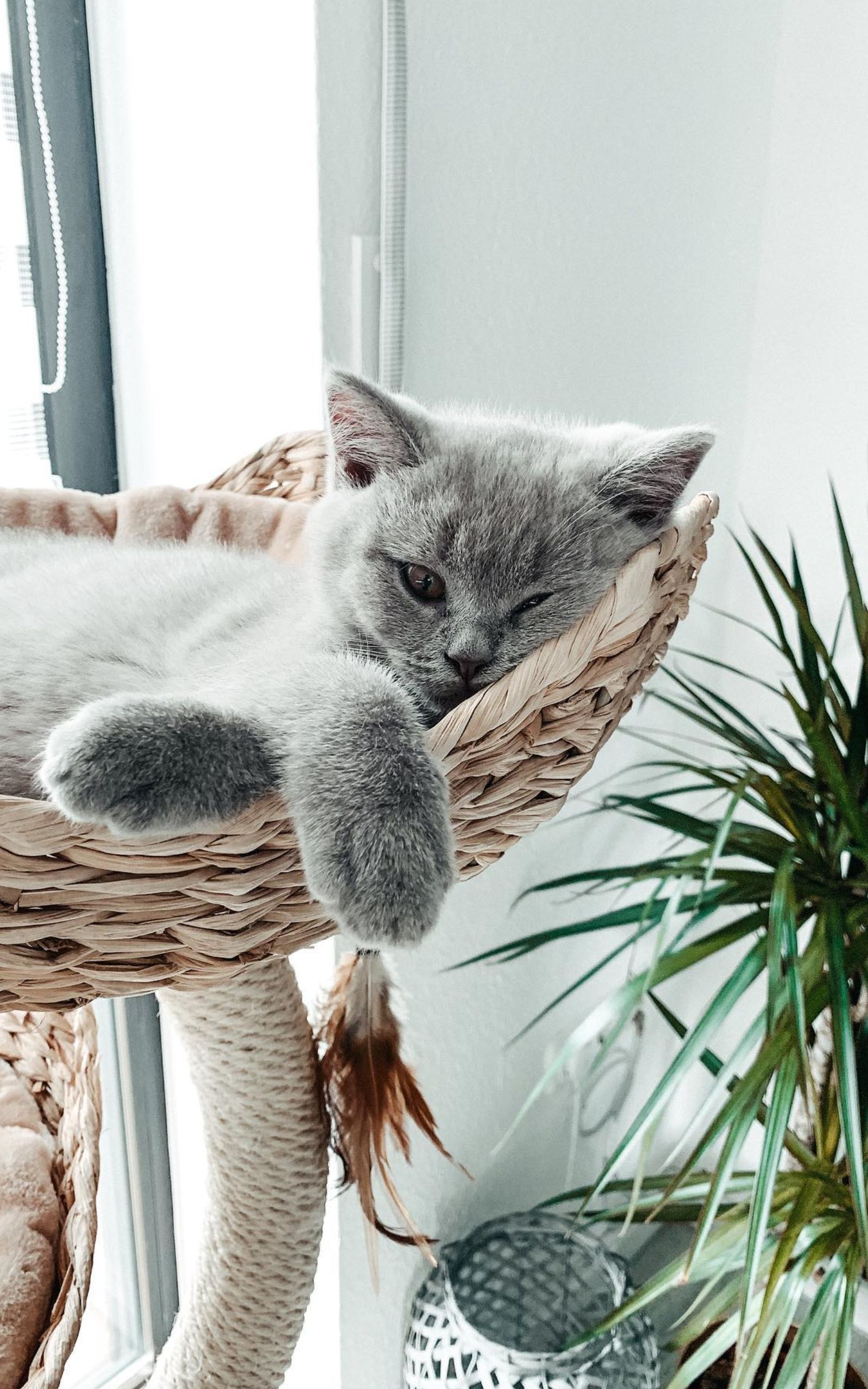 1600x2560  Новогодние обои на телефон: лес, книжки, котики - книжный интернет магазин  Book24.ru