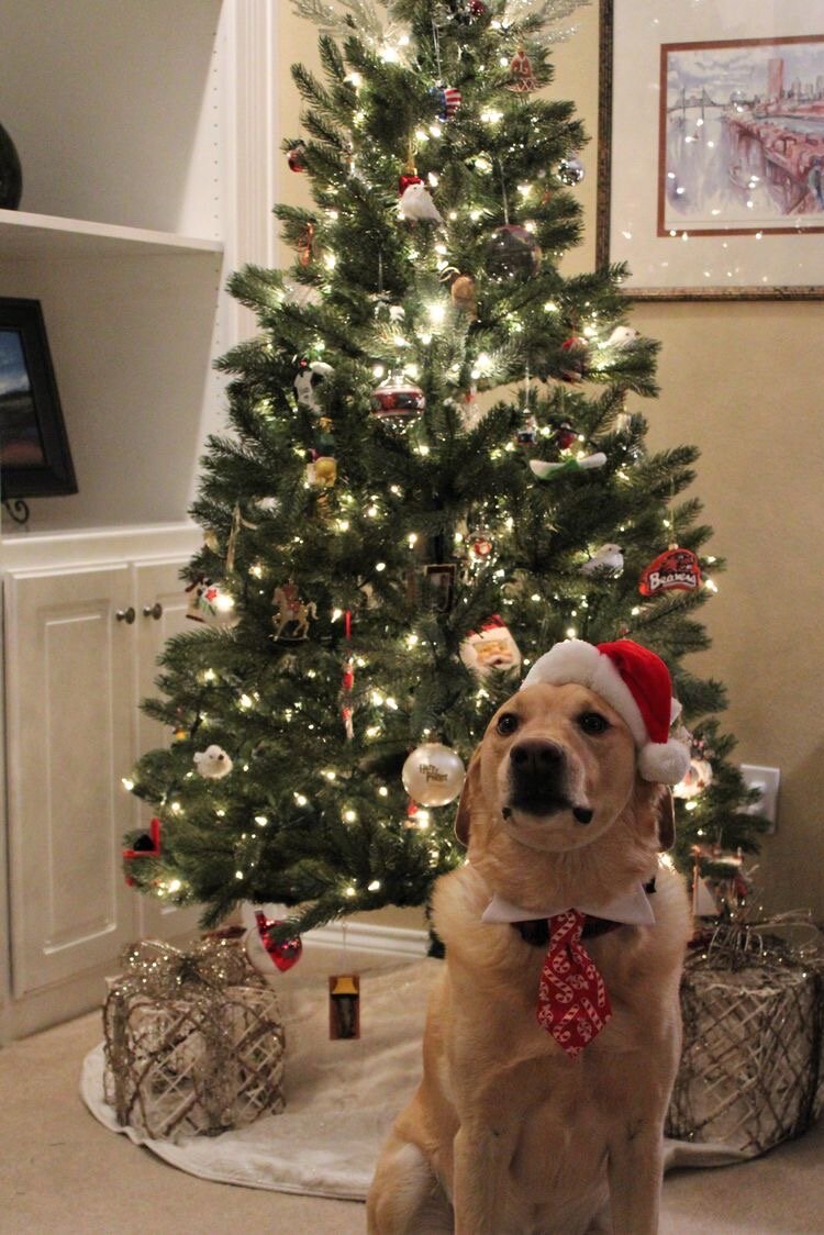 750x1124  Новогодние обои на телефон из Pinterest | MOOD, HONEY! | Дзен