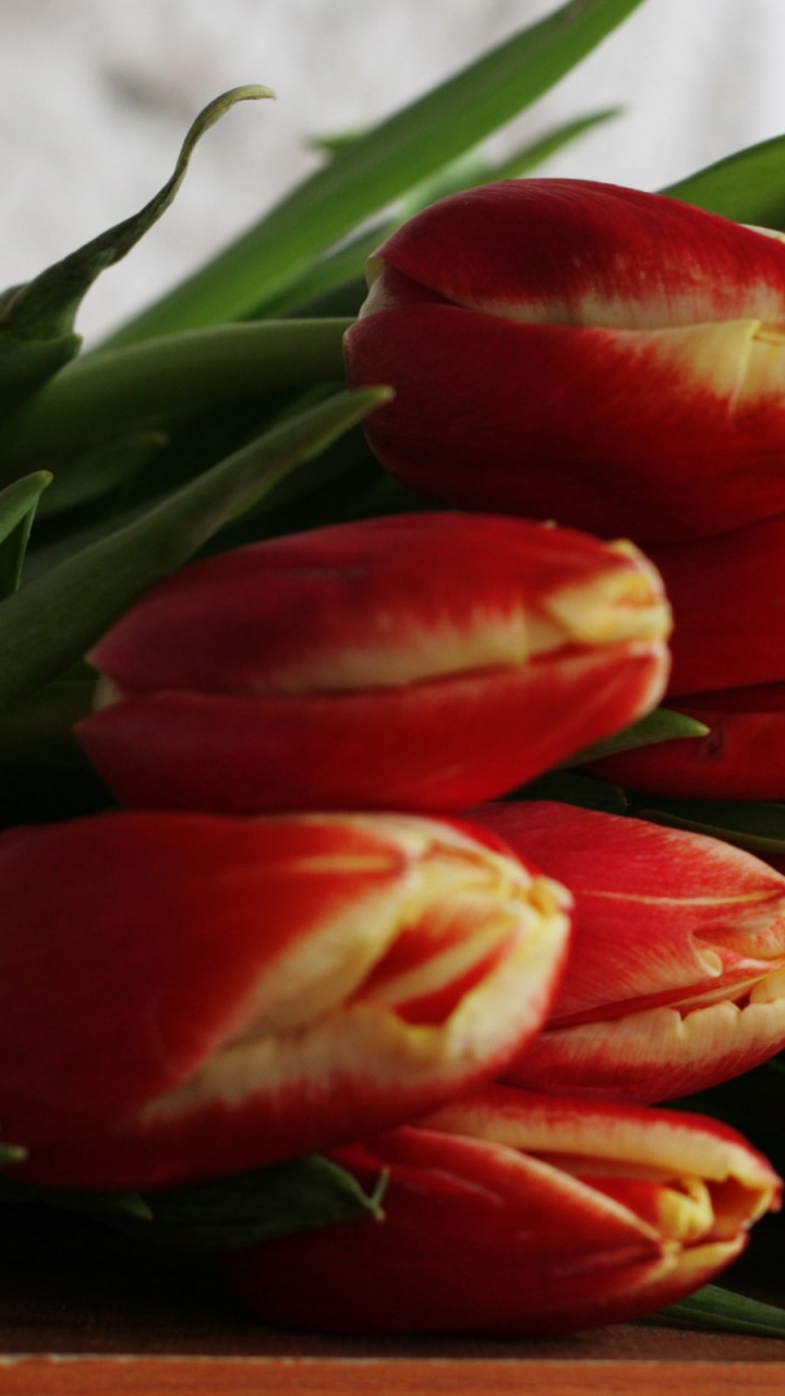 720x1280  8 марта обои для телефона, HD заставки и картинки на экран блокировки  720x1280 | Akspic