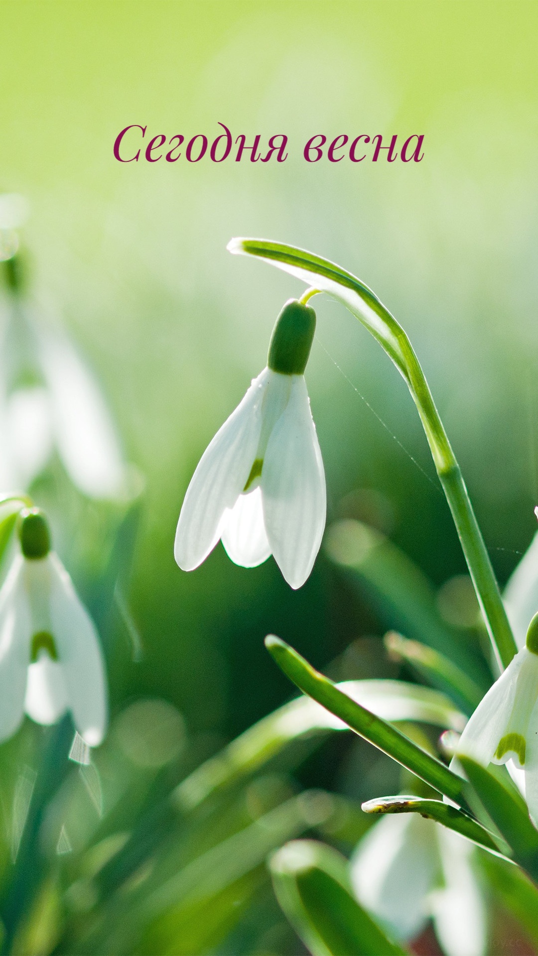 1080x1920  Весенние обои на телефон с мотивацией