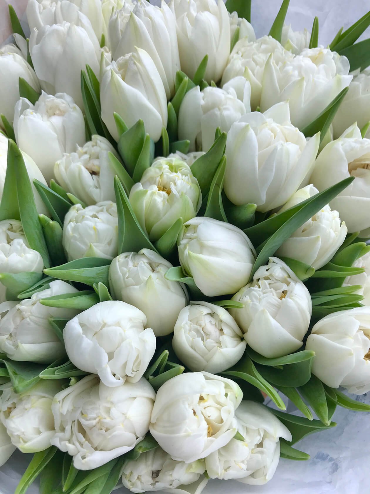 1260x1680  Белые тюльпаны обои на телефон - 53 фото