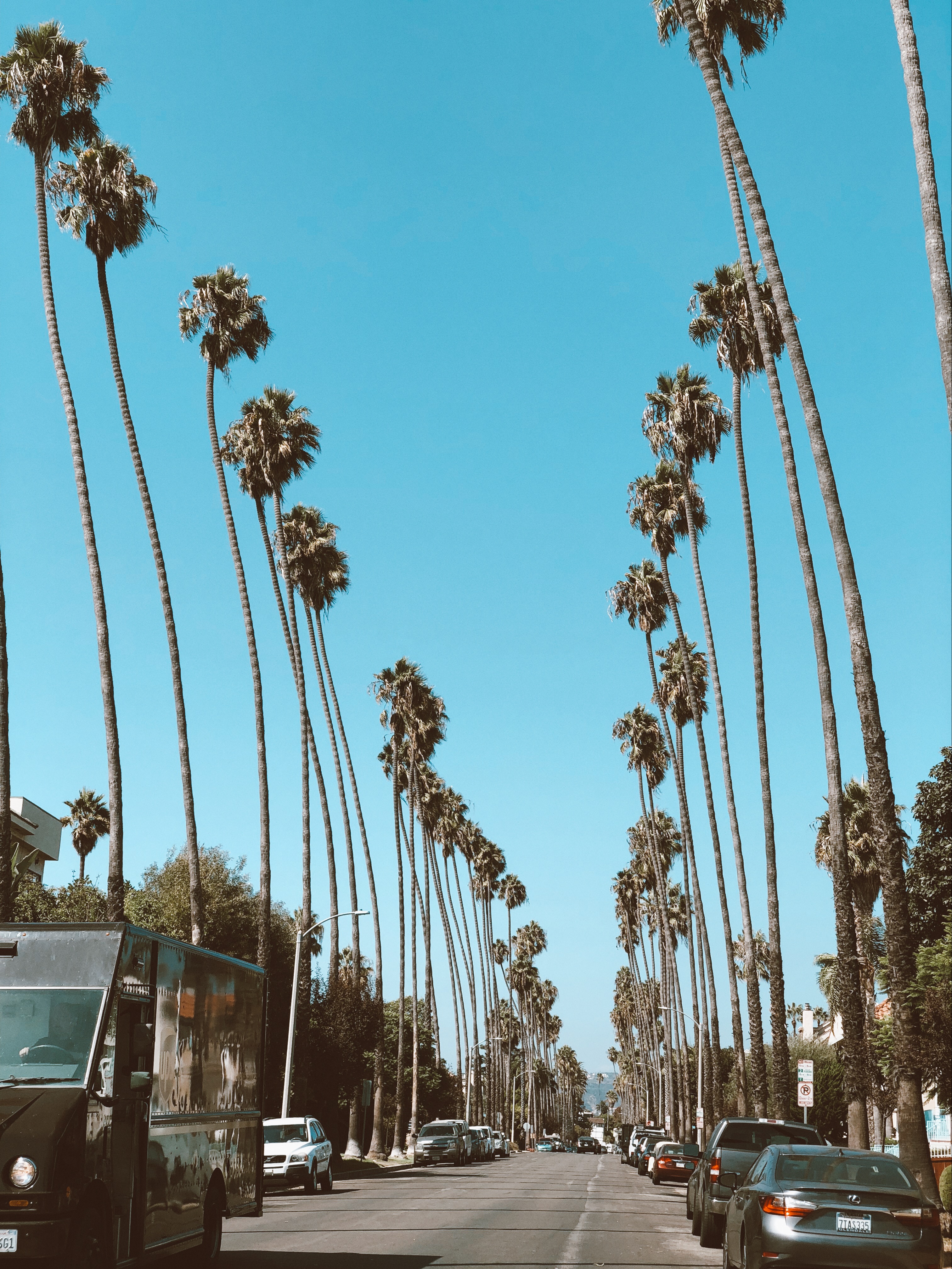 3025x4032  Wallpaper Hollywood, Palm Trees, Date Palm, Road, Tire, Background -  Download Free Image