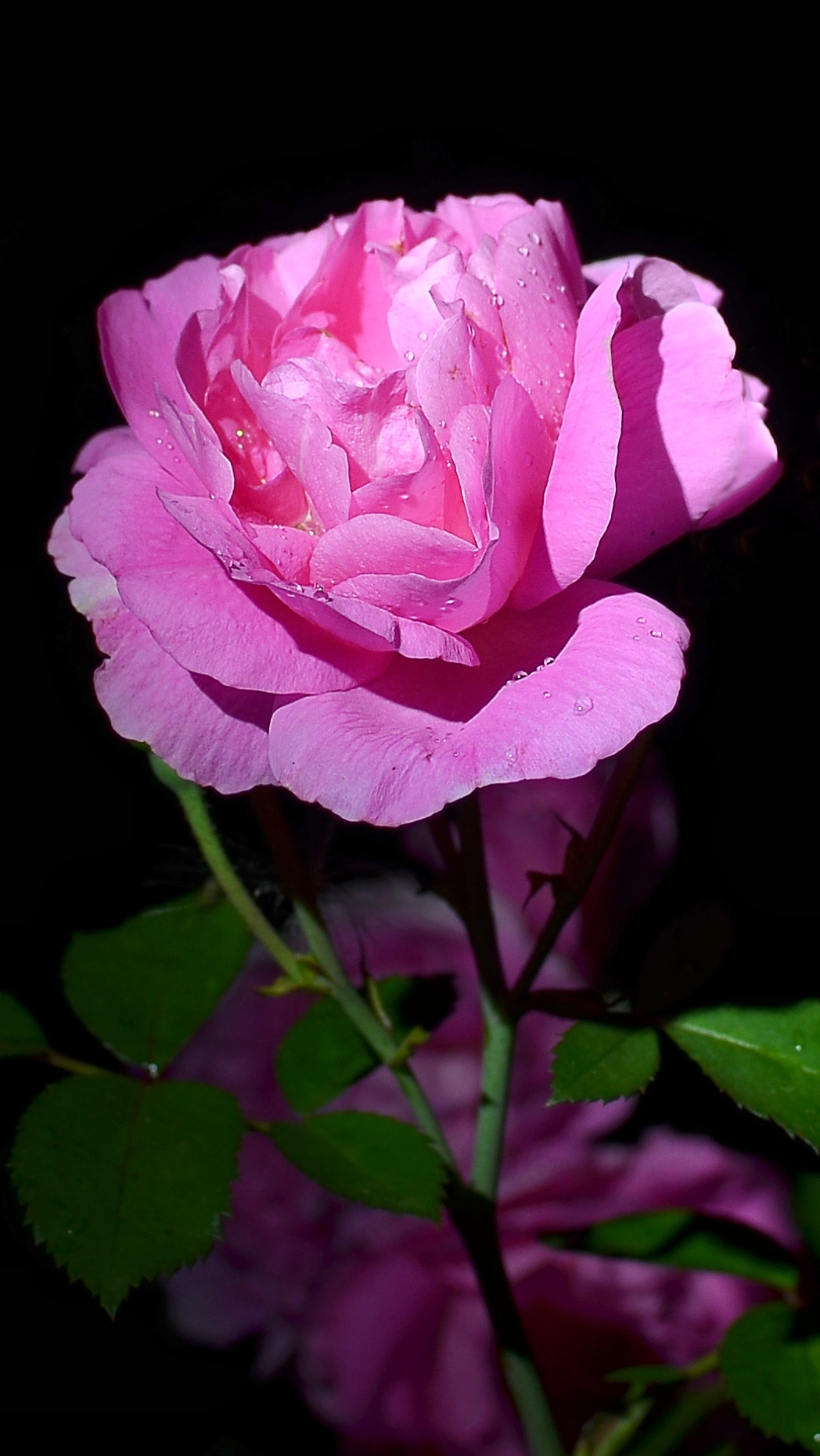 1048x1862  Обои на телефон. 16х9 | Пикабу