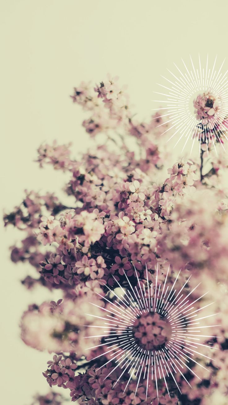 736x1308  Пин на доске Déco florale - fleurs / plantes