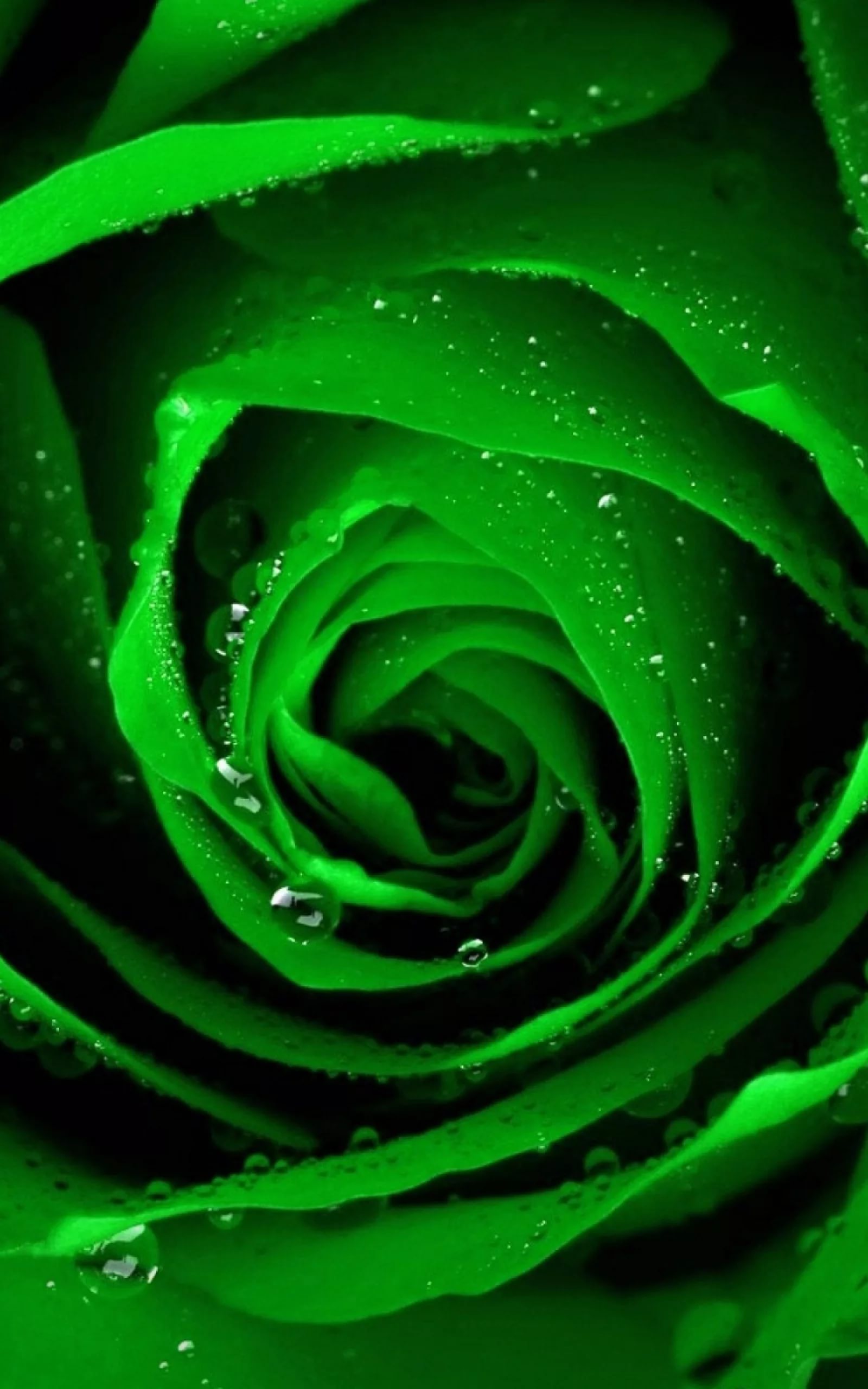 1600x2560  Скачать бесплатно зеленые обои на телефон - сборник