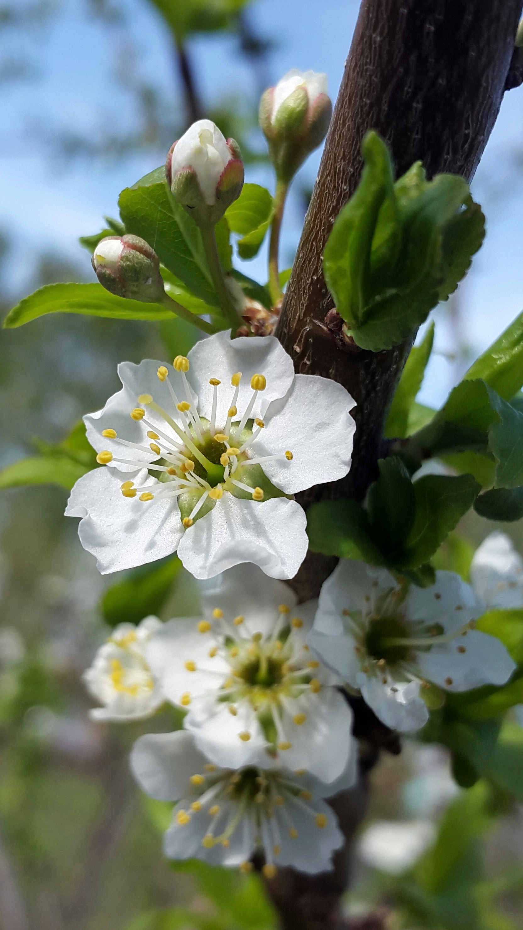 1664x2957  Обои на телефон. 16х9 | Пикабу