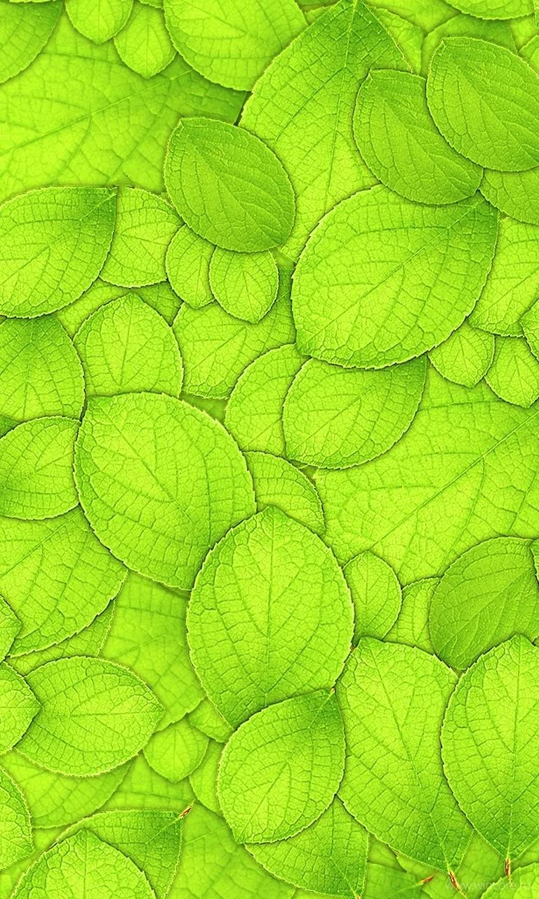 768x1280  Скачать бесплатно зеленые обои на телефон - сборник