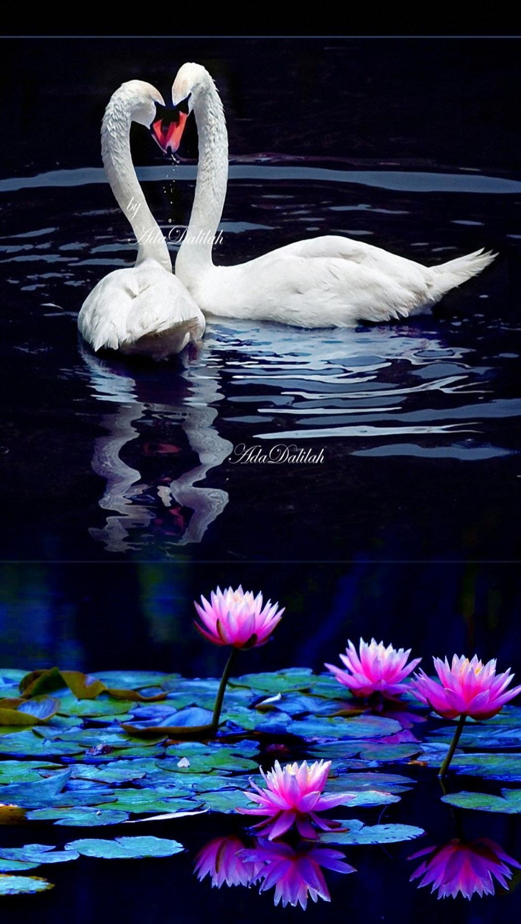 1050x1860  Лебеди картинки красивые на телефон - 70 фото