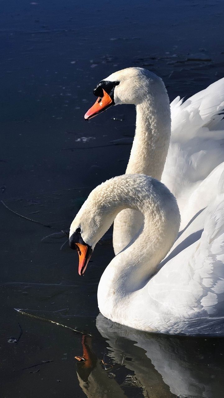 720x1280  Скачать 720x1280 лебеди, птицы, вода обои, картинки samsung galaxy mini s3,  s5, neo, alpha, sony xperia compact z1, z2, z3, asus zenfone