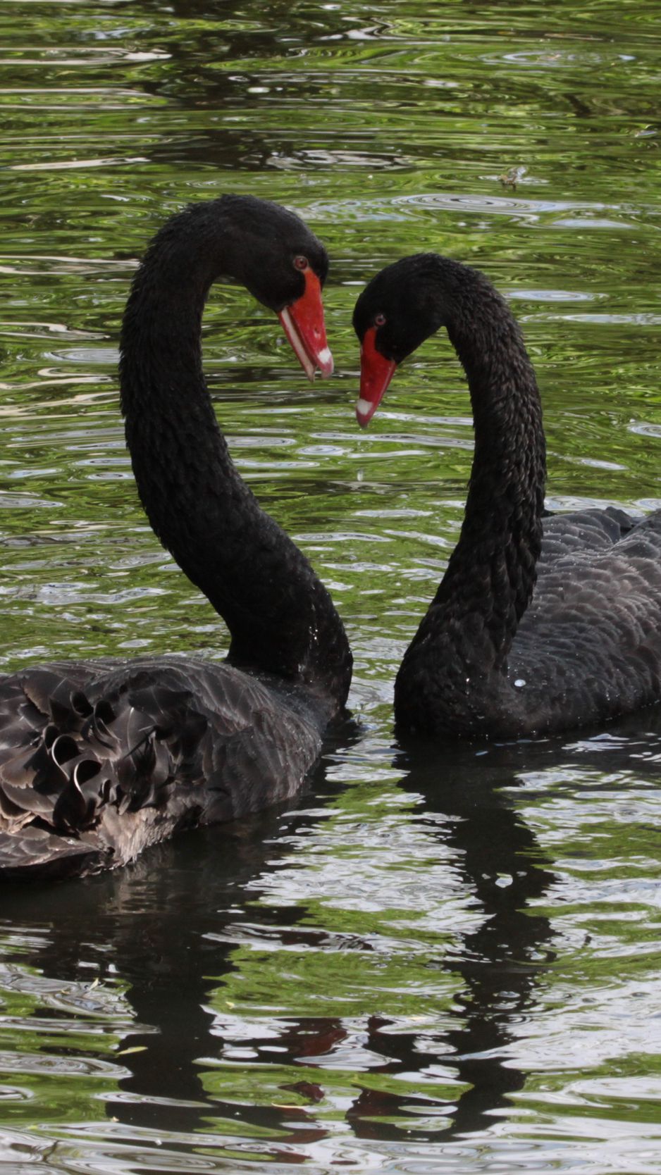 938x1668  Скачать 938x1668 лебеди, птицы, пара, отражение обои, картинки iphone  8/7/6s/6 for parallax