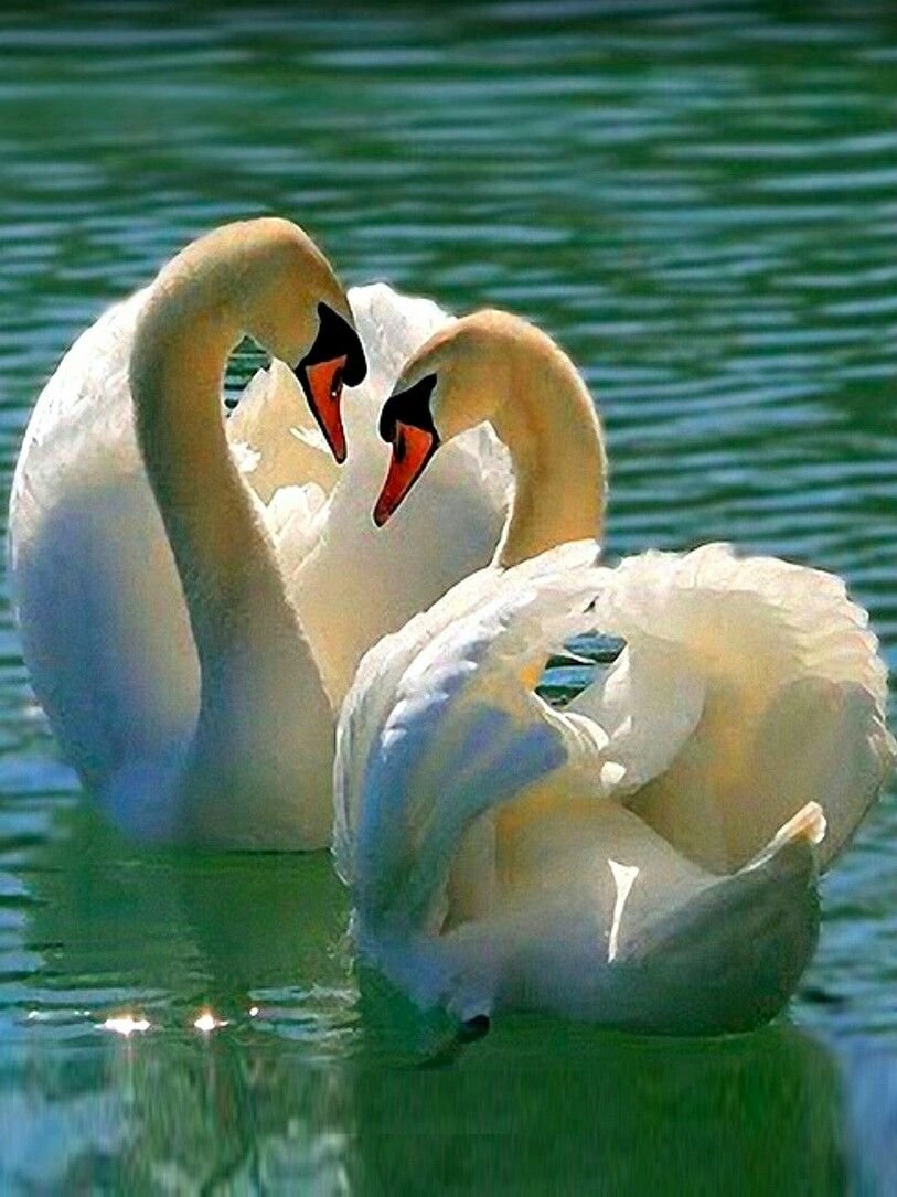 813x1085  Лебеди - 62 фото