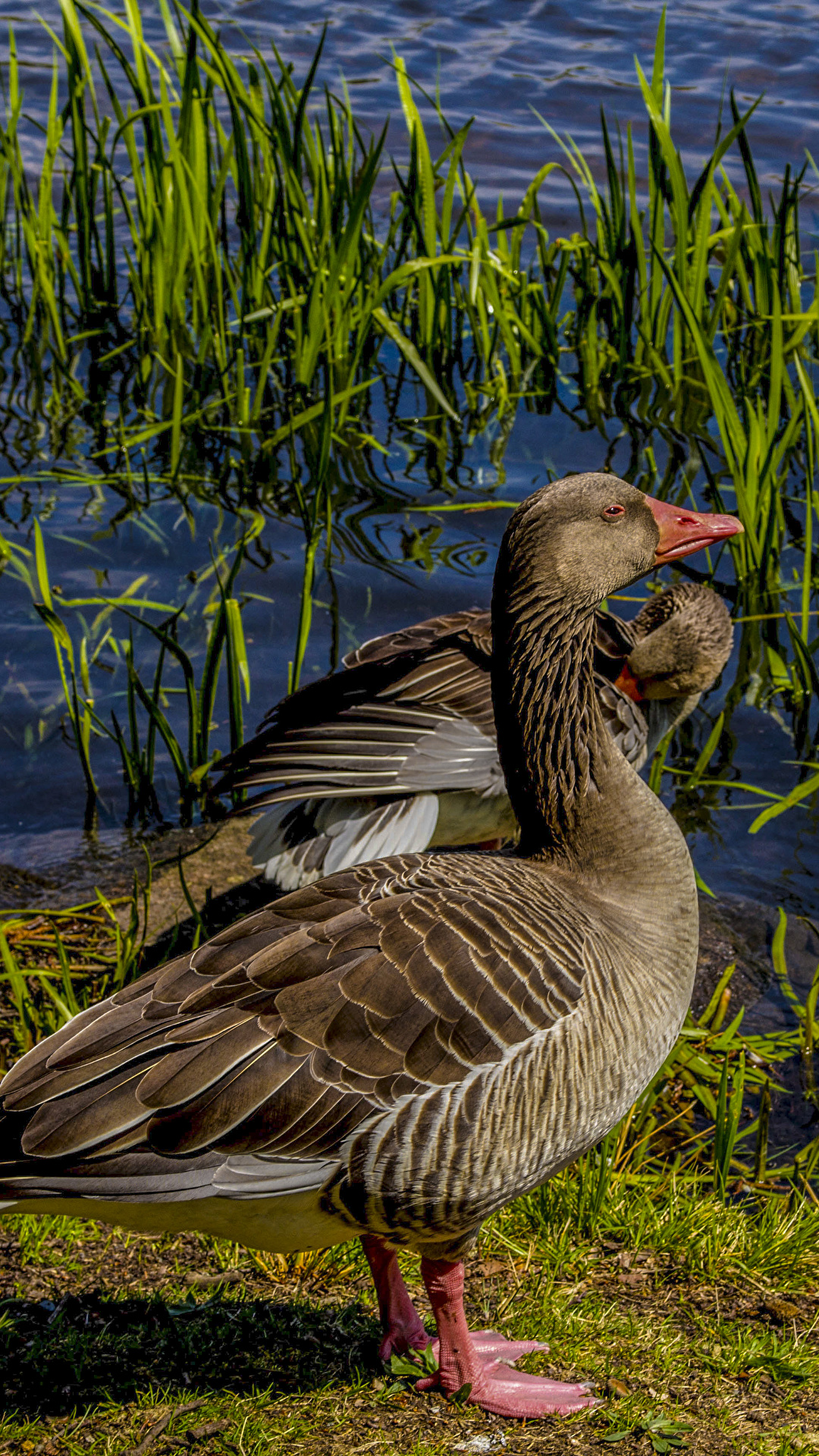 1080x1920  Обои для рабочего стола утка Птицы Вода животное 1080x1920