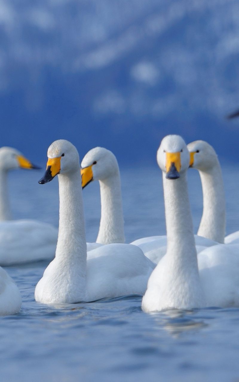 800x1280  Скачать 800x1280 лебедь, птицы, стая, плавать обои, картинки samsung galaxy  note gt-n7000, meizu mx2