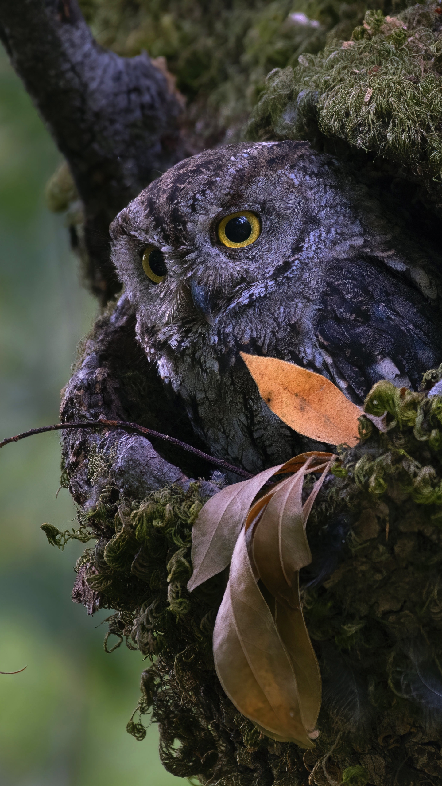 1440x2560  Завантажити шпалери 176 на 220 безкоштовно на телефон, заставки і картинки  176х220 для мобільного