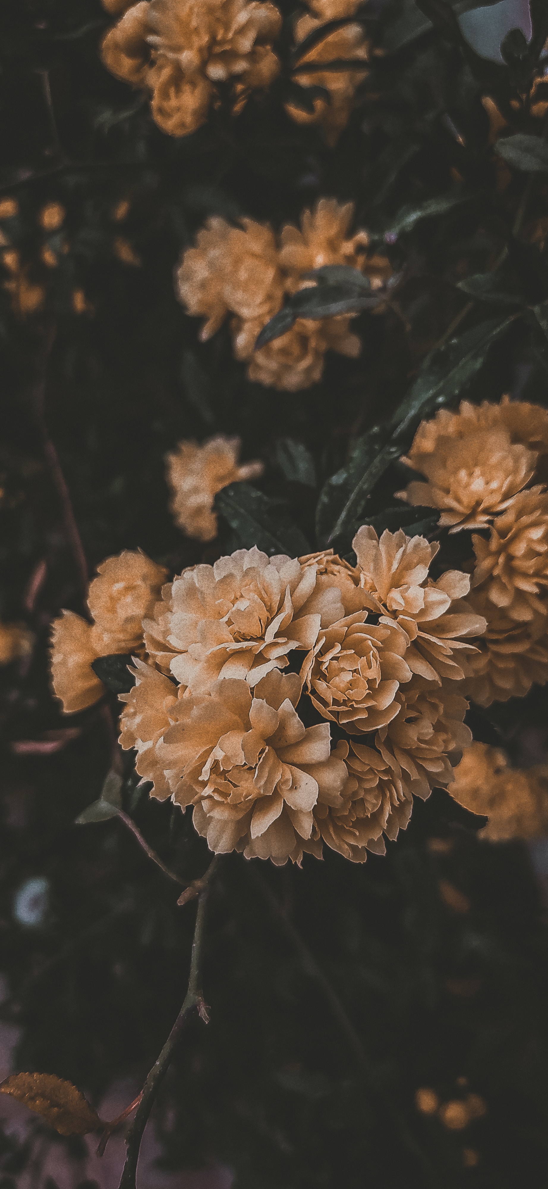 1844x4000  Скачать «Темные» картинки на телефон, бесплатные HD картинки «Темные»